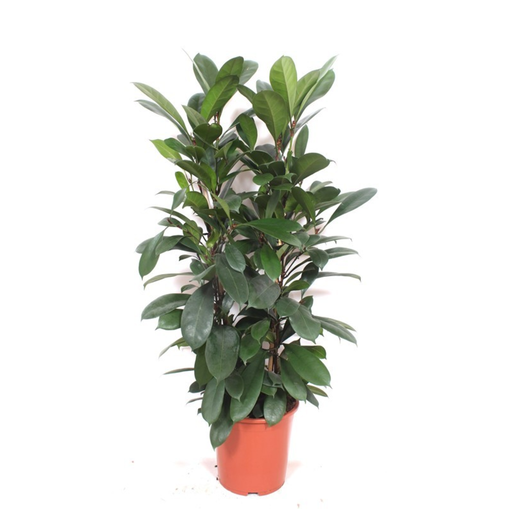Ficus Cyathistipula 2pp.
