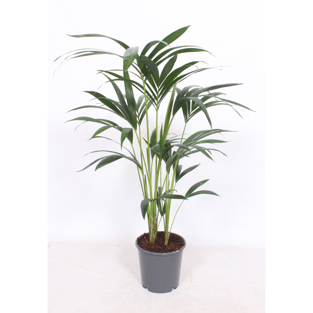 Howea forsteriana 5 per pot.