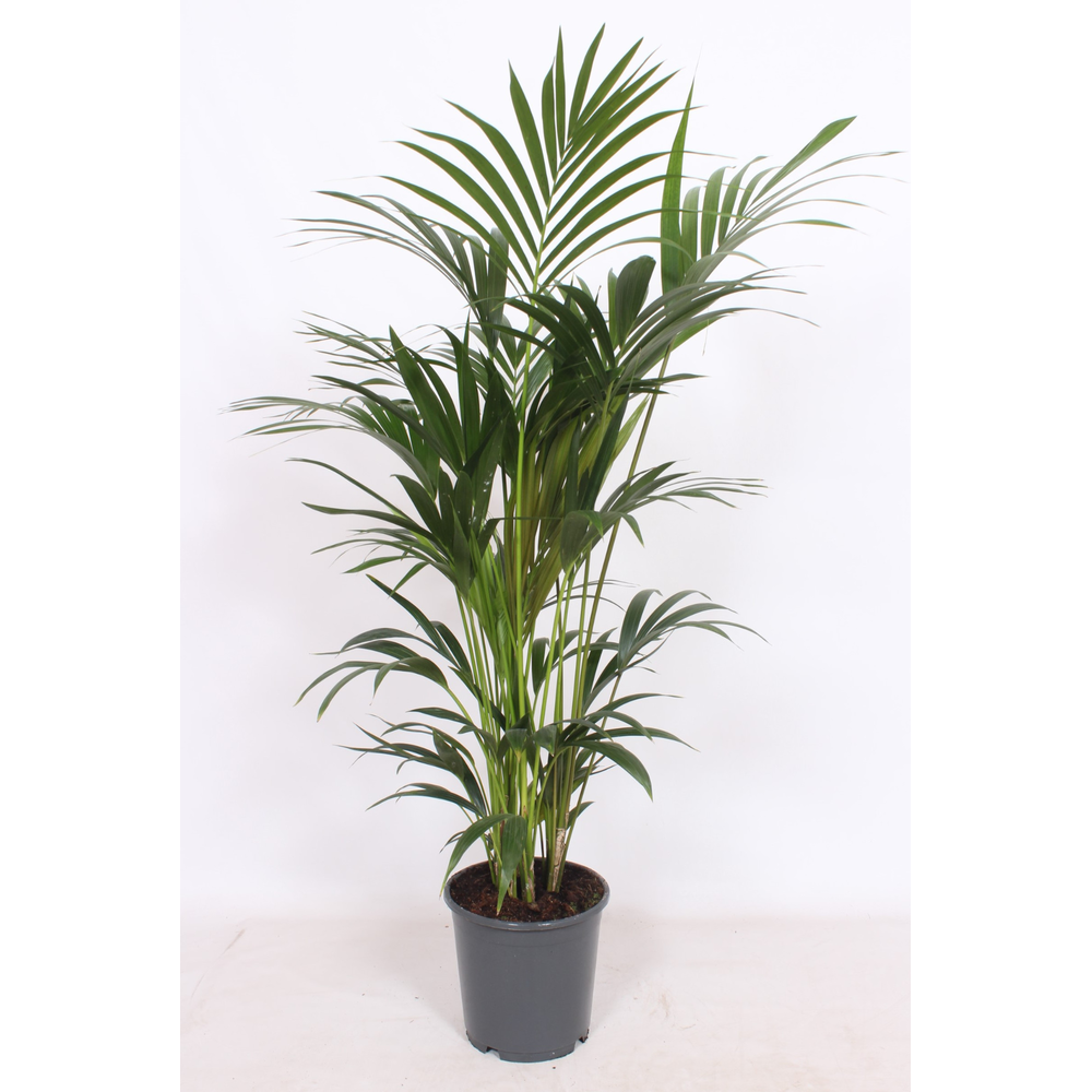 Howea forsteriana 6 per pot.