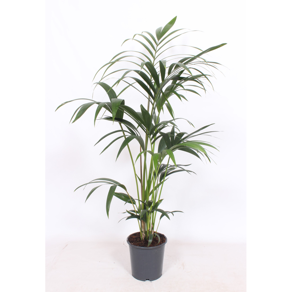 Howea forsteriana 5 per pot.