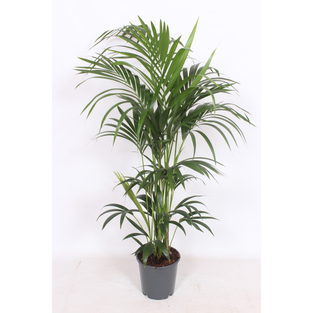 Howea forsteriana 6 per pot.