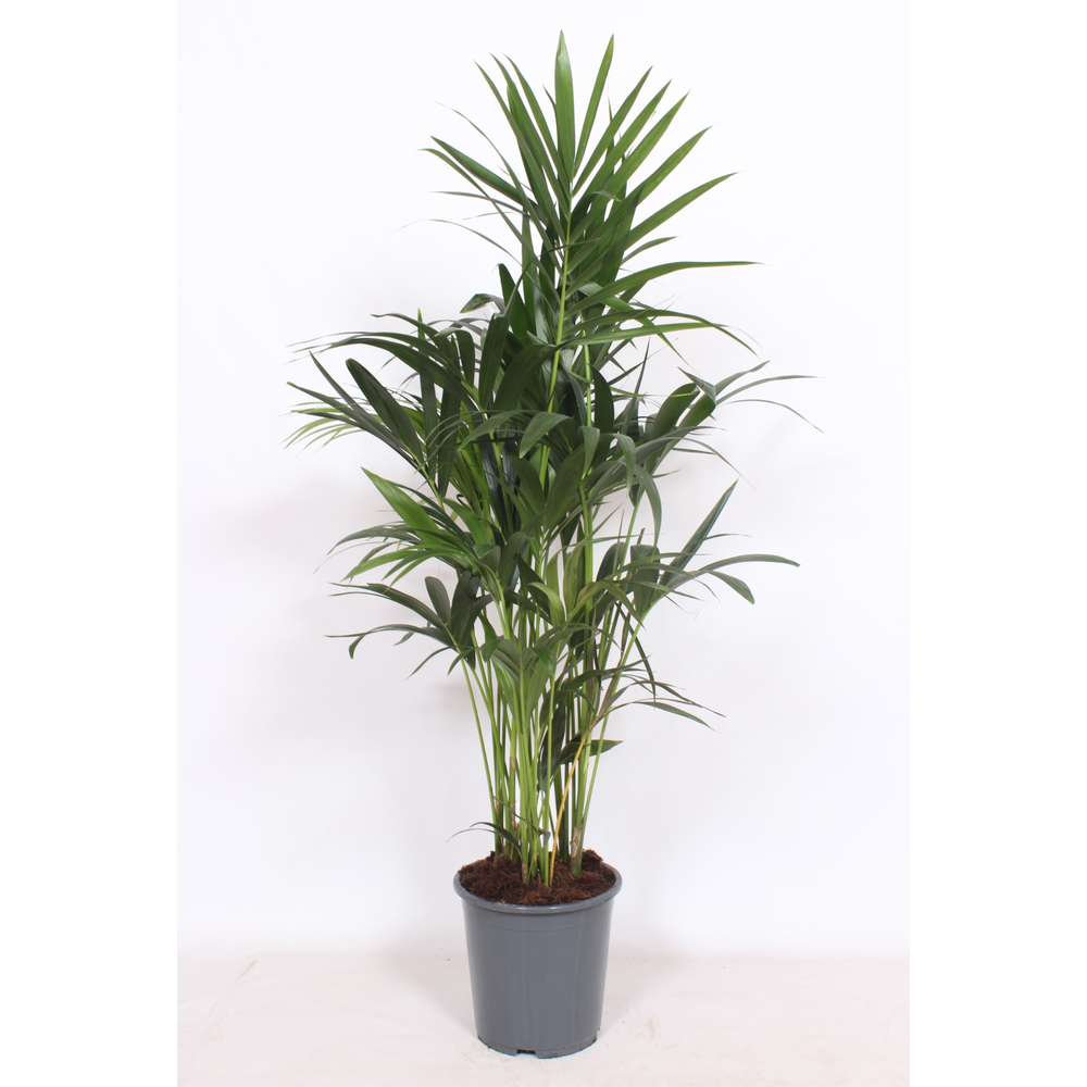 Howea forsteriana 10 per pot.