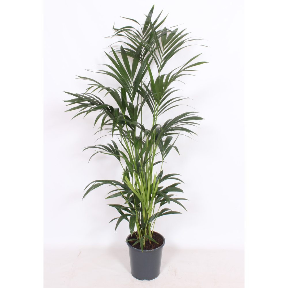 Howea forsteriana 10 per pot.