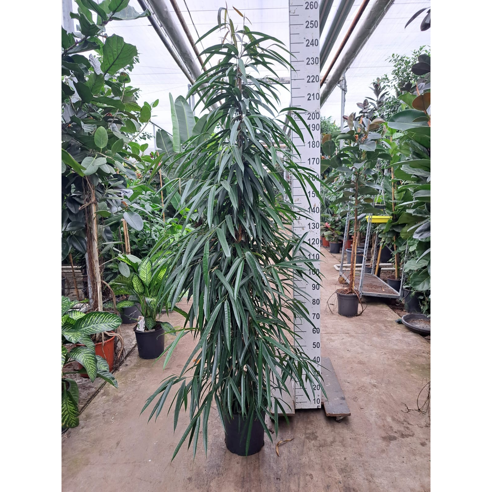 Ficus Alii piramide 240.