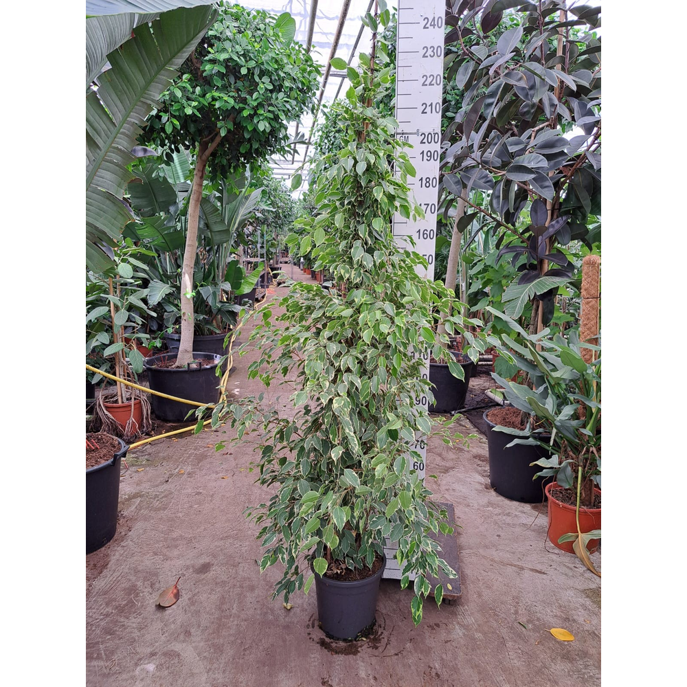 Ficus Benjamina Golden King piramide 230.