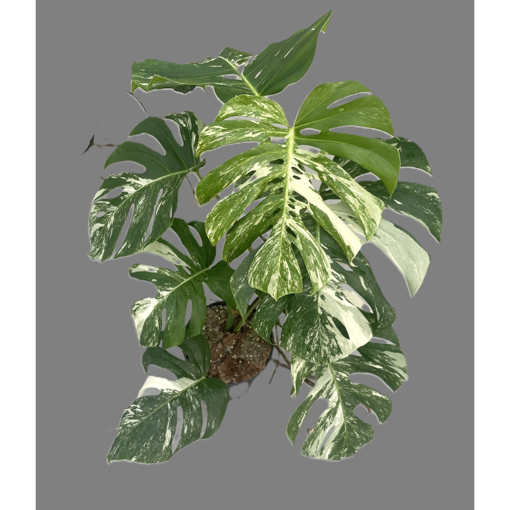 Monstera variegata (middel bont) 21cm.