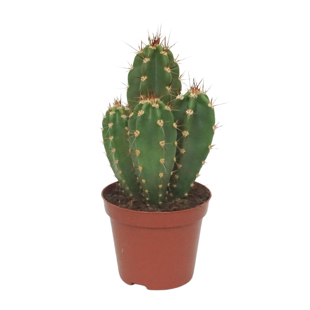 Neocardenasia herzogiana 8,5 cm.