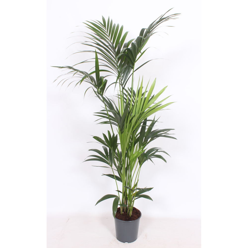Howea forsteriana 6 per pot.