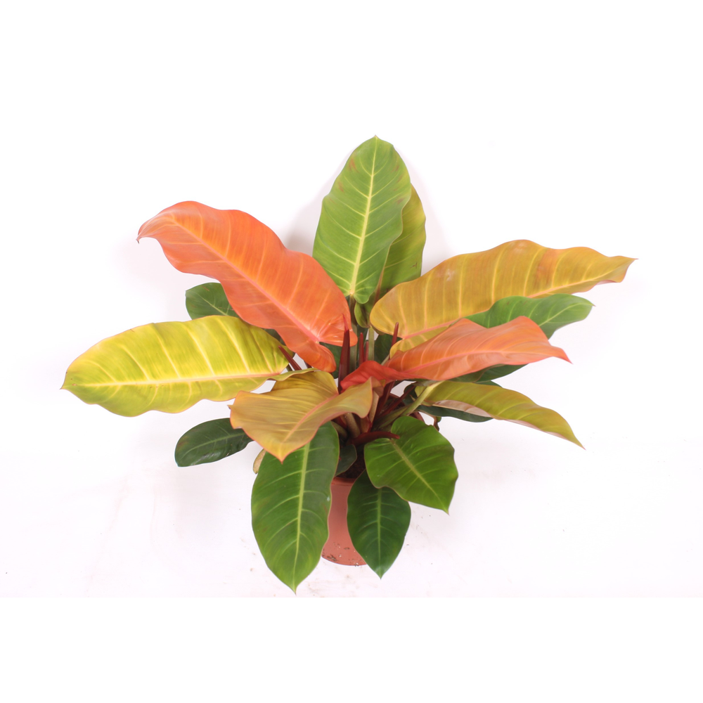 Philodendron Prince of Orange.