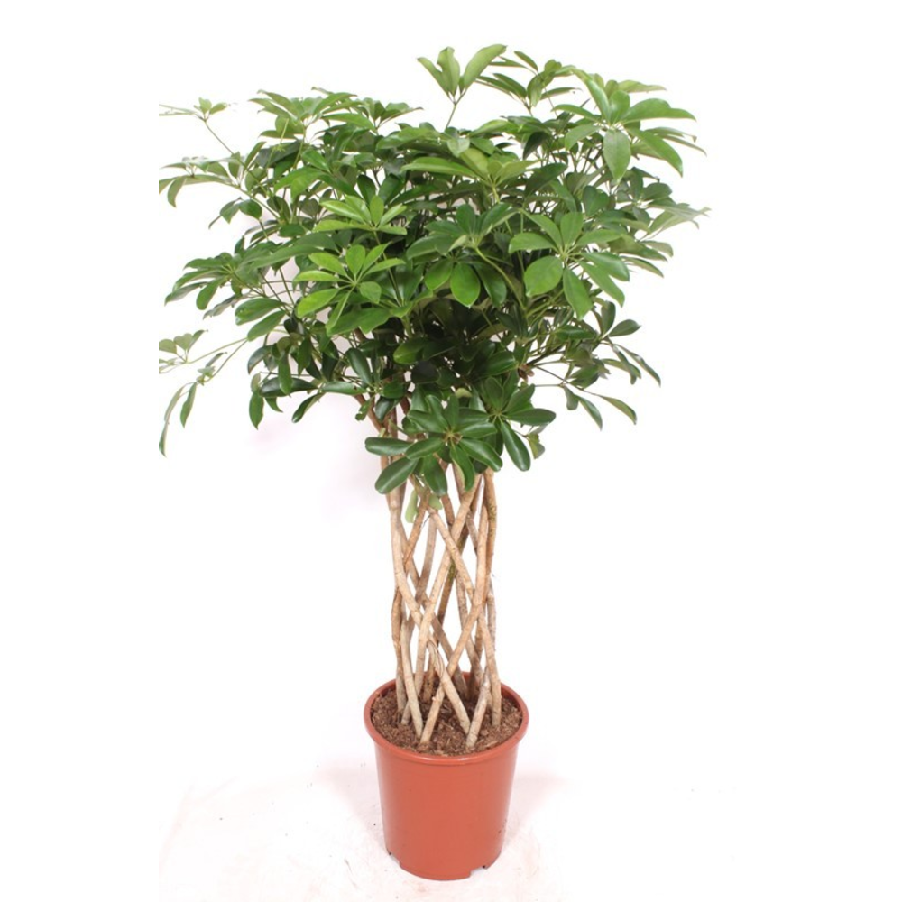 Schefflera arboricola 'Compacta'.