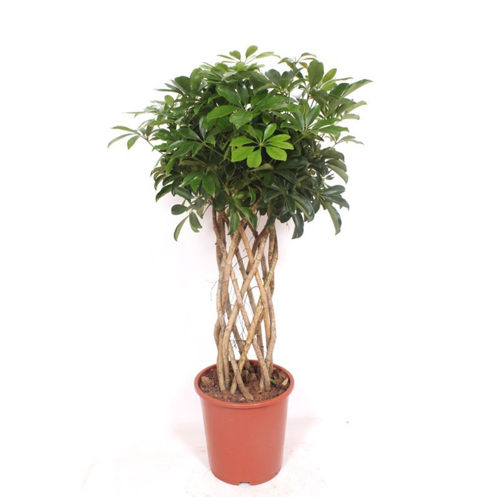 Schefflera arboricola 'Compacta'.