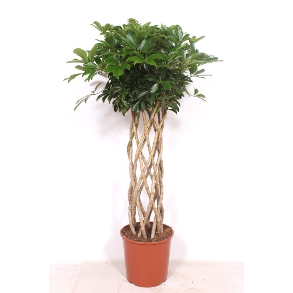 Schefflera arboricola ' Compacta'.