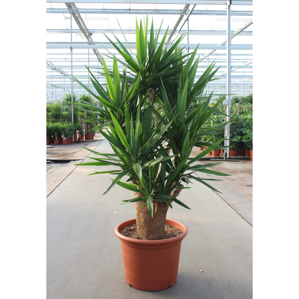 Yucca elephantipes 4+ armen.