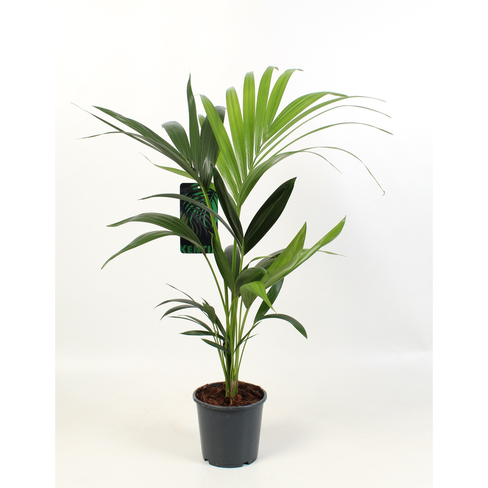 Kentia-Howea Forsteriana, 3 stek p/pot.