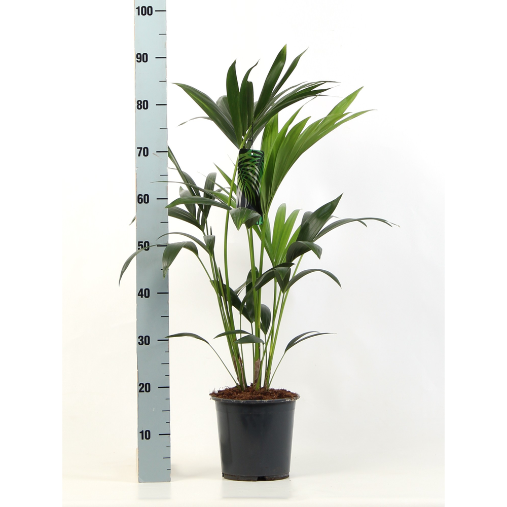 Kentia-Howea Forsteriana, 4 stek p/pot.
