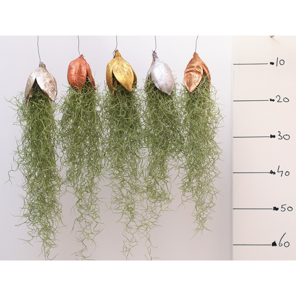 Tillandsia Penca Kerst mix.