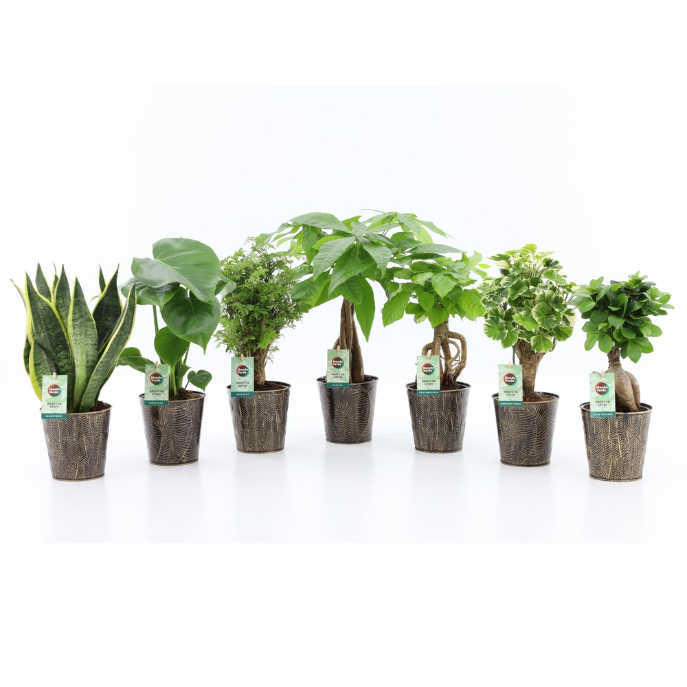 Exotic Green Mix in Iron Leaf.