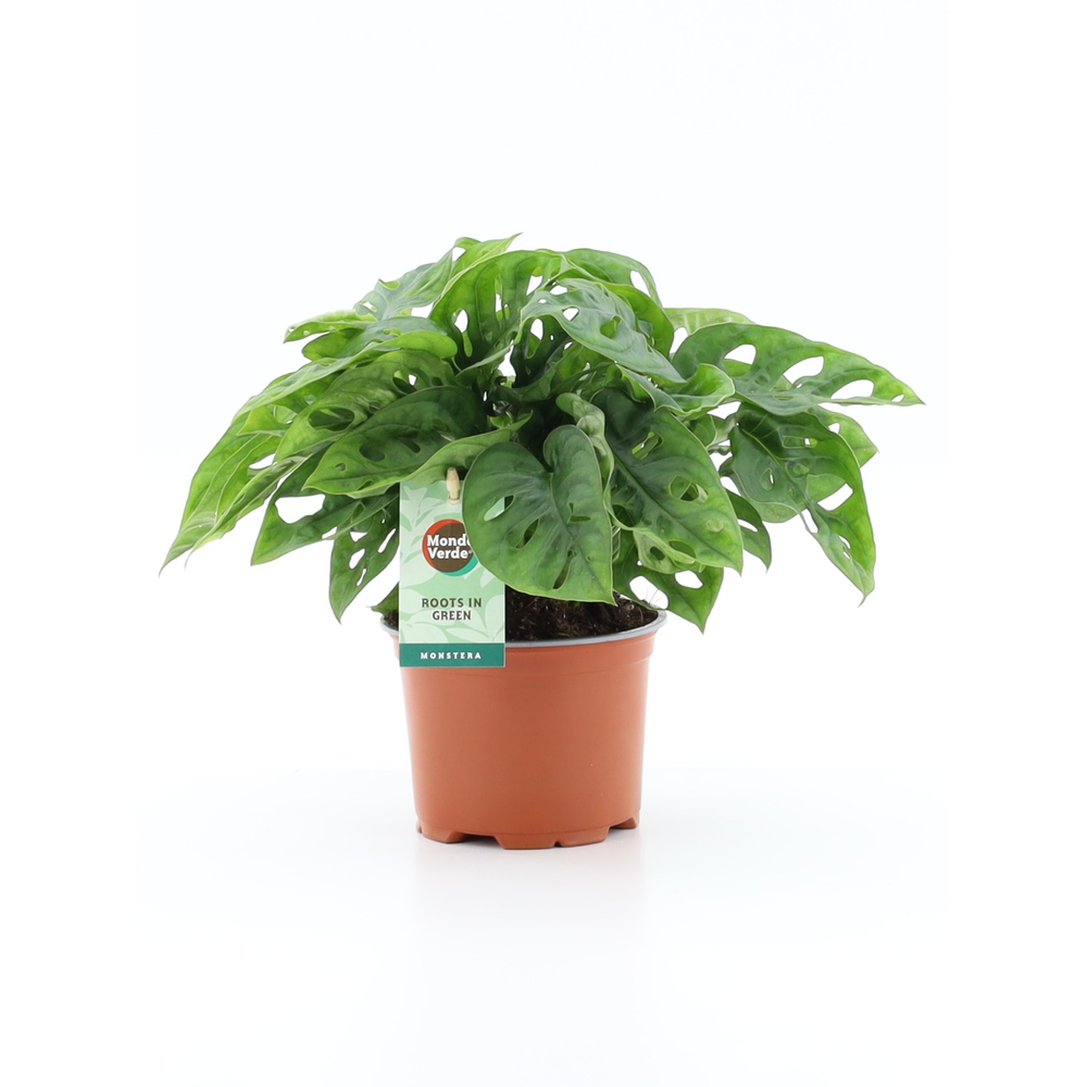 Monstera Adansonii.