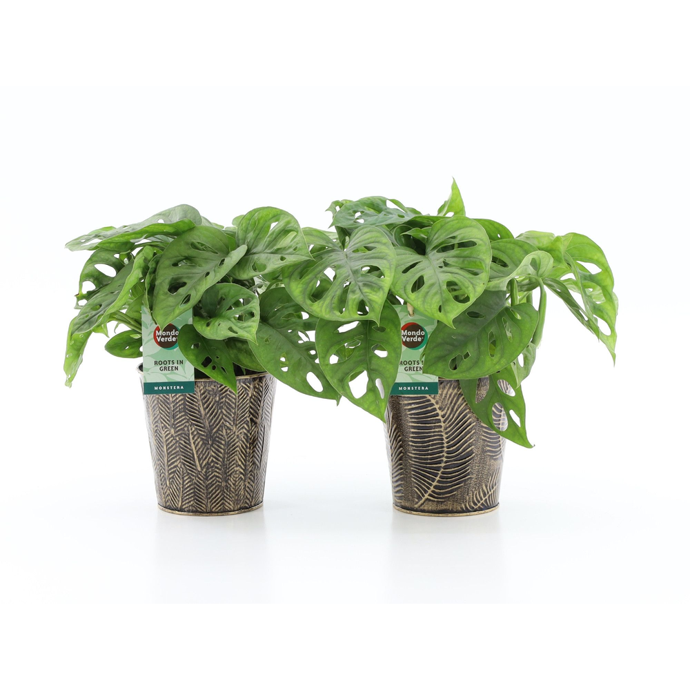 Monstera Adansonii in Iron Leaf.