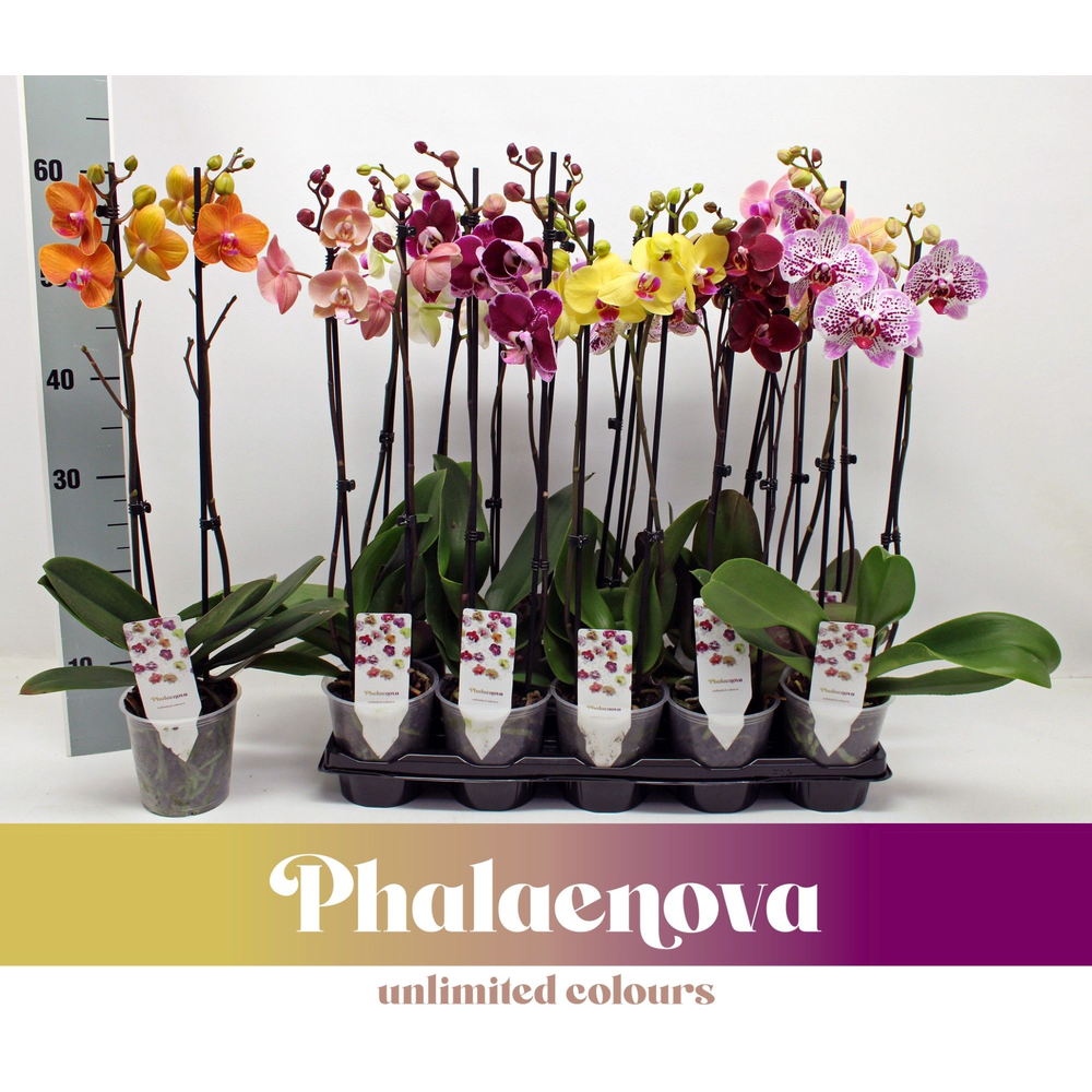 Gemengd Budget 60cm (GROEN).