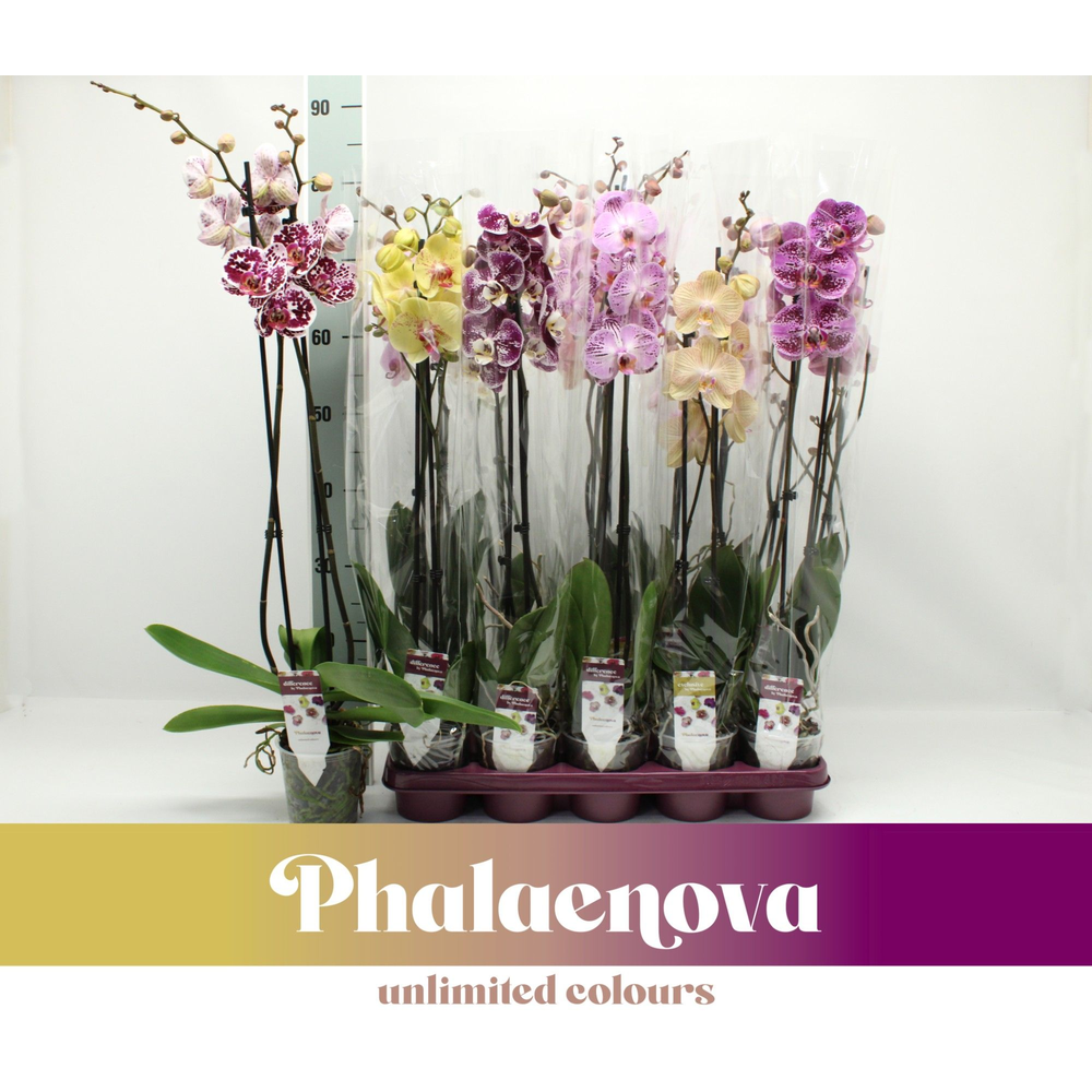 Gemengd 2-tak 80cm taiwan (RIJP).