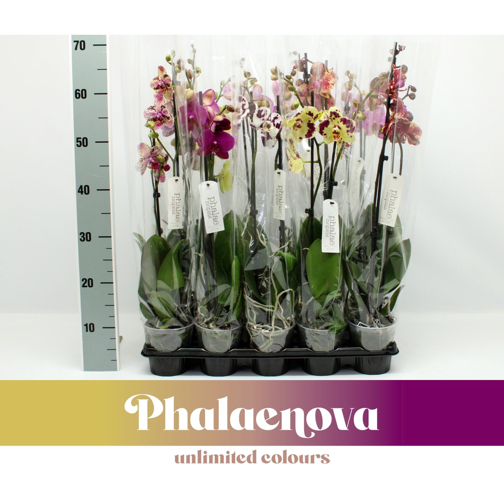 Gemengd Budget 70cm (GROEN).