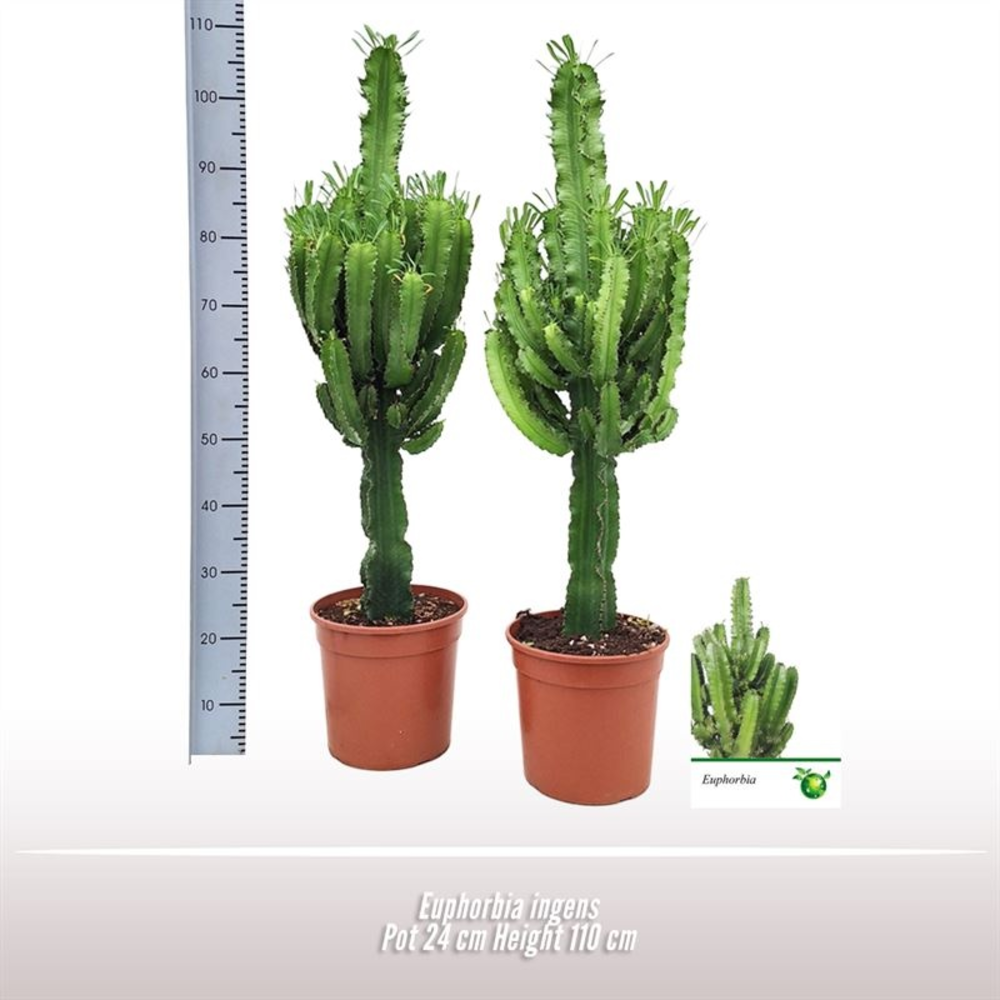 Euphorbia ingens.