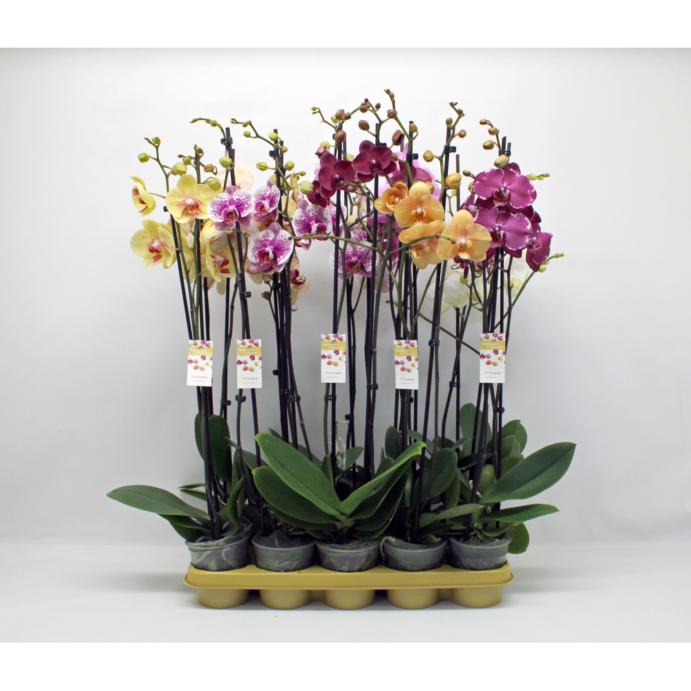 Gemengd 2-tak 80cm (GROEN).