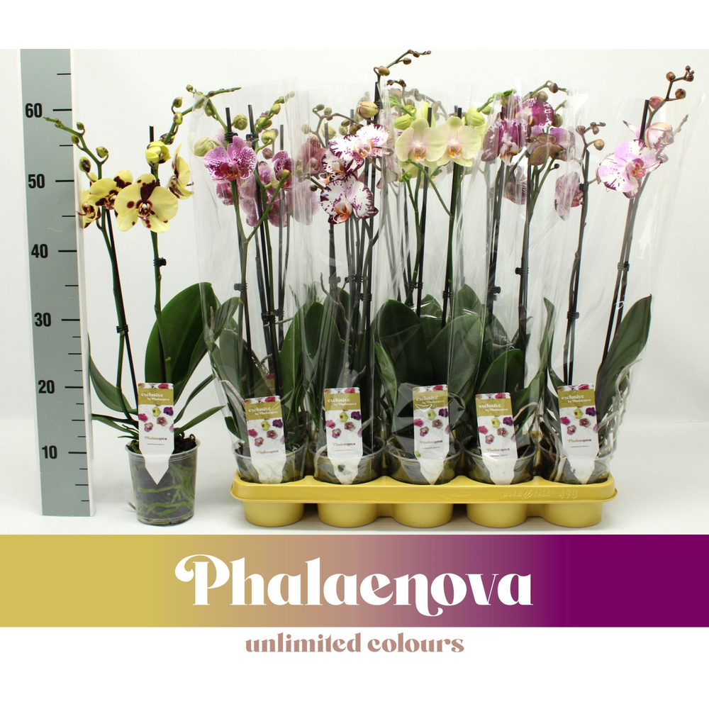 Gemengd EXCLUSIVE 2-tak 60cm (GROEN).