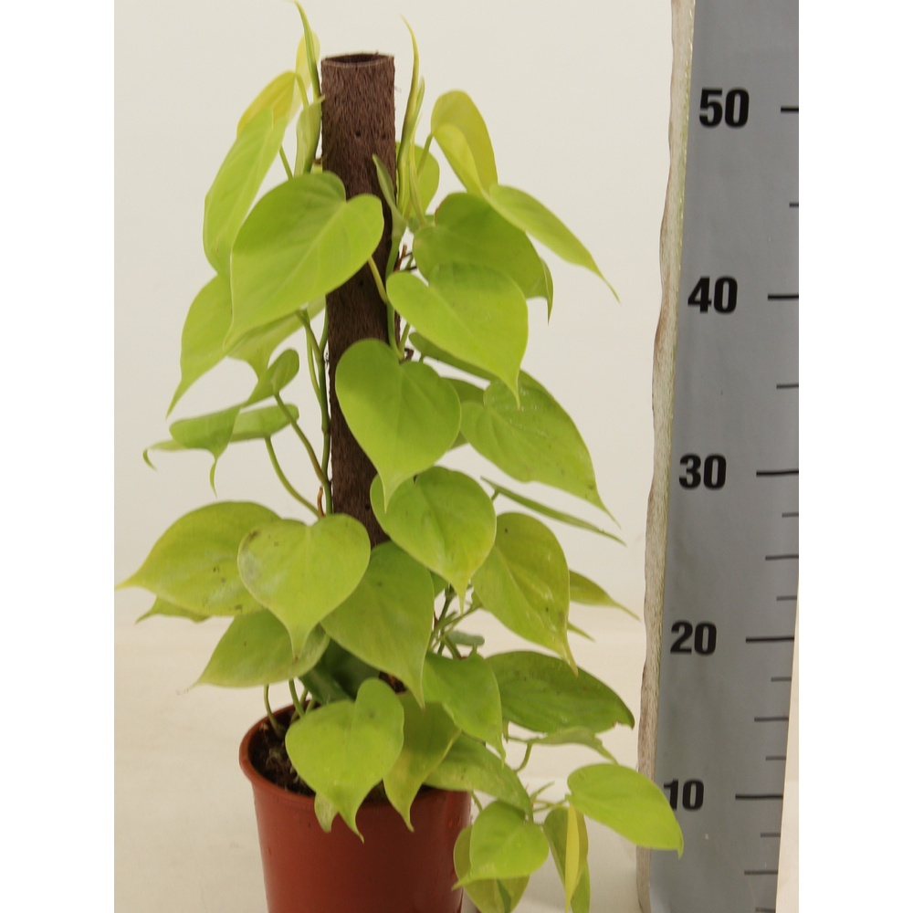 Philodendron LIME kratiste klimstok 50CM.