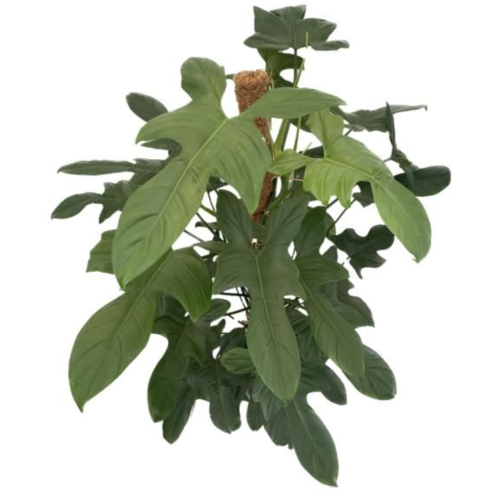 Philodendron bipennifolium 'Silver Violin' p24 mos.