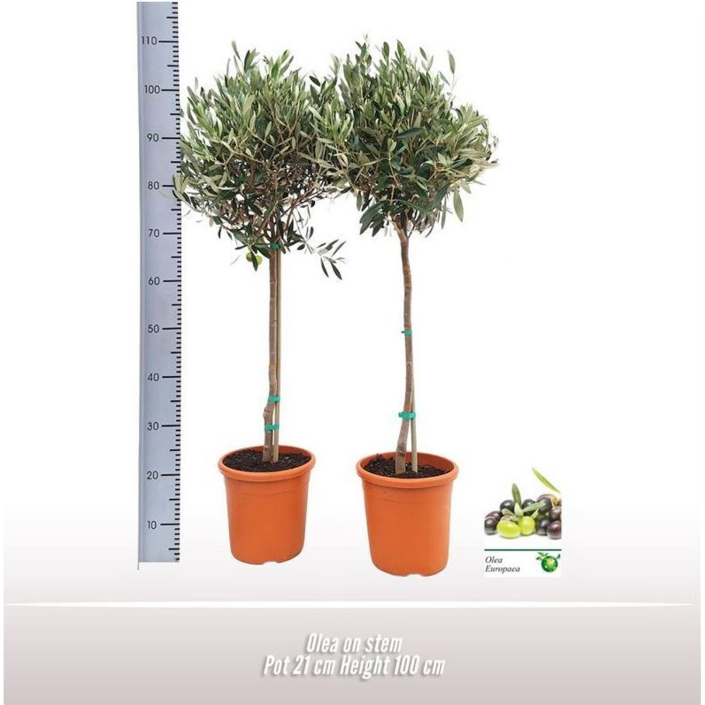 Olea op stam.