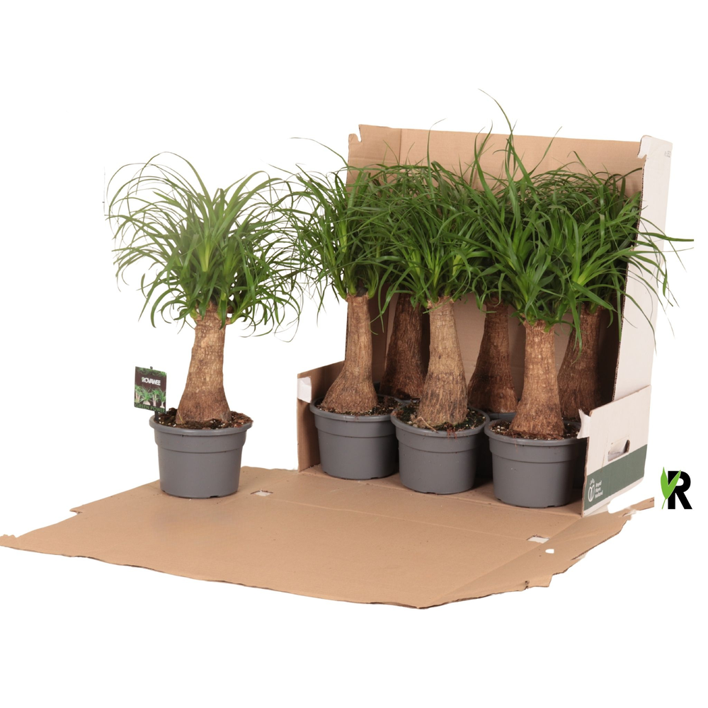 Beaucarnea rec. rechte stam in fust 352.