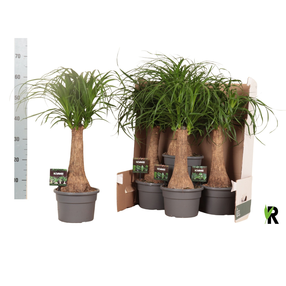 Beaucarnea rec. rechte stam in fust 352.