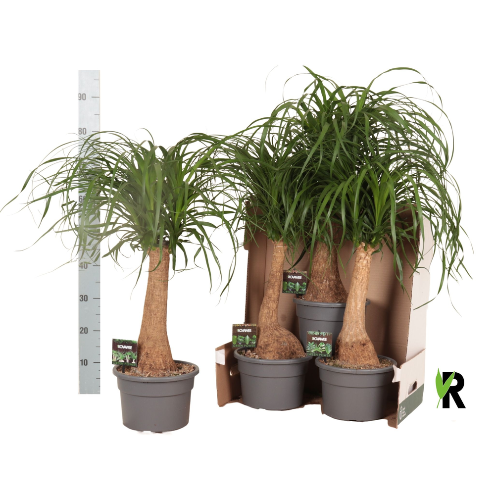 Beaucarnea rec. rechte stam in fust 352.