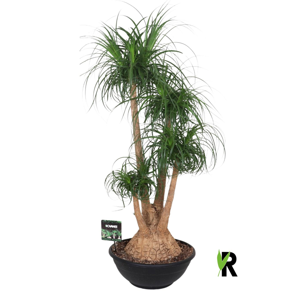 Beaucarnea rec. vertakt.
