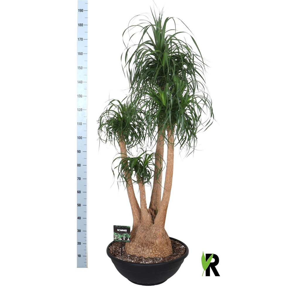 Beaucarnea rec. vertakt.