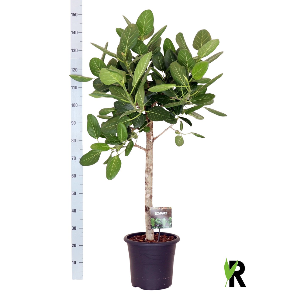 Ficus bengh. Audrey op stam.
