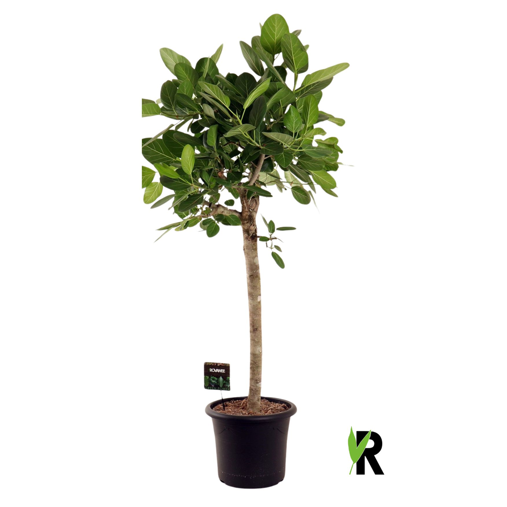 Ficus bengh. Audrey bol op stam.