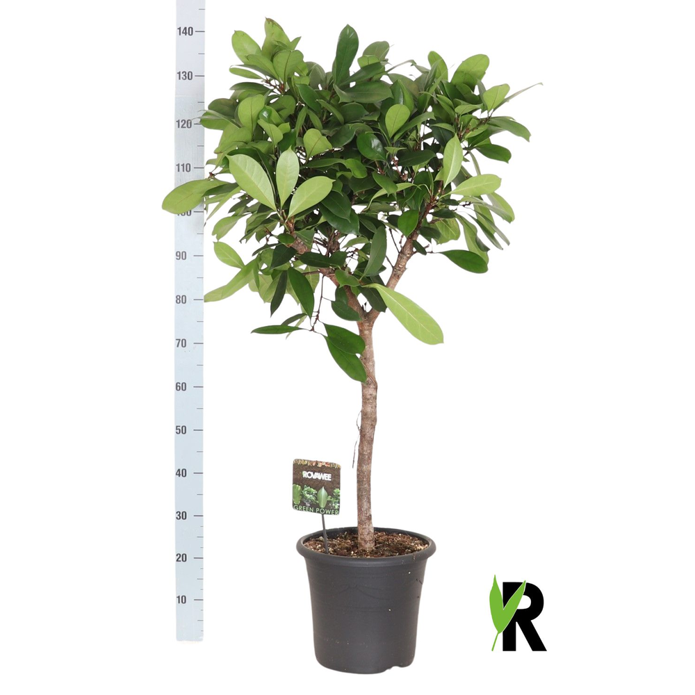 Ficus Cyathistipula op stam.