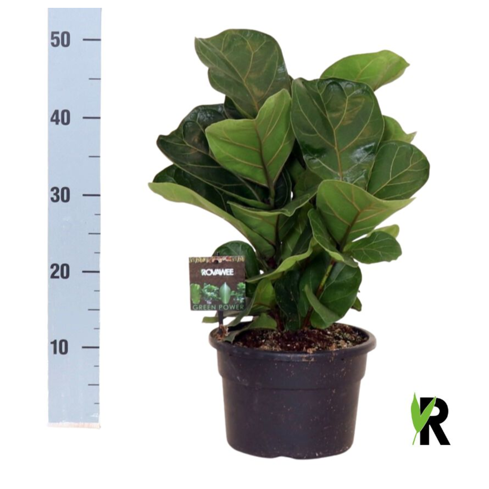 Ficus Lyrata Bambino 'Clumb' in hoes.