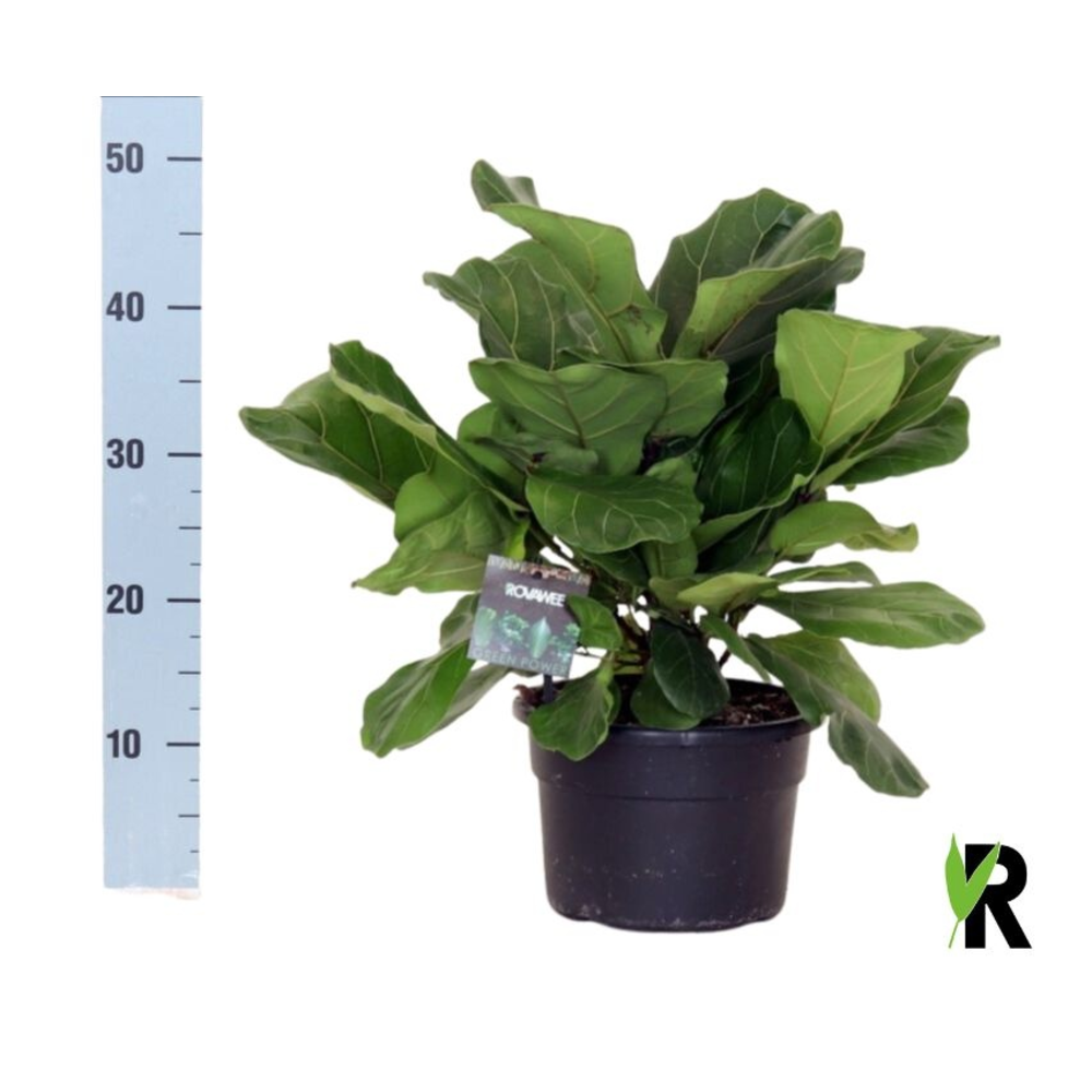 Ficus Lyrata 'Clumb' in hoes.
