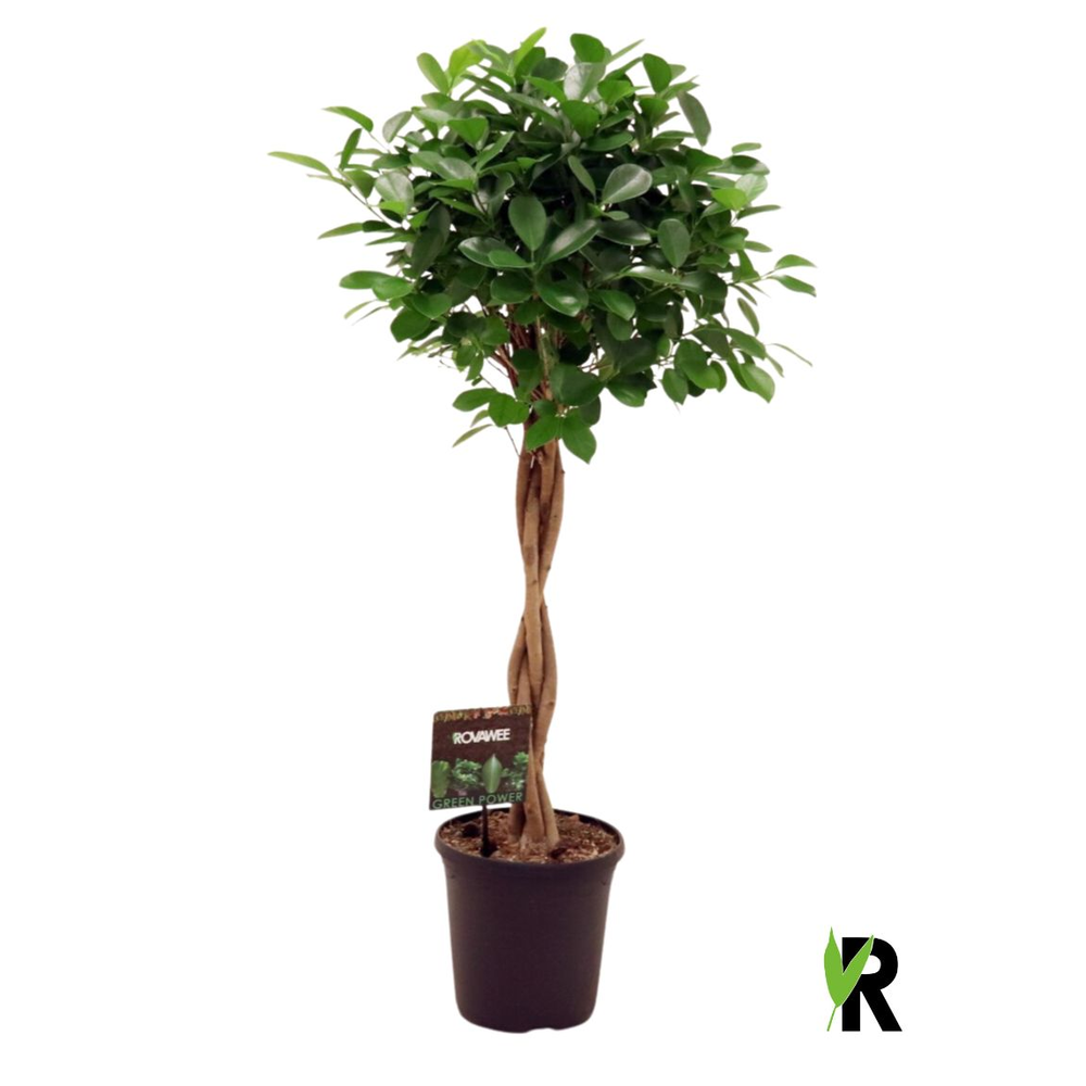 Ficus micr. Moclame gevlochten stam.