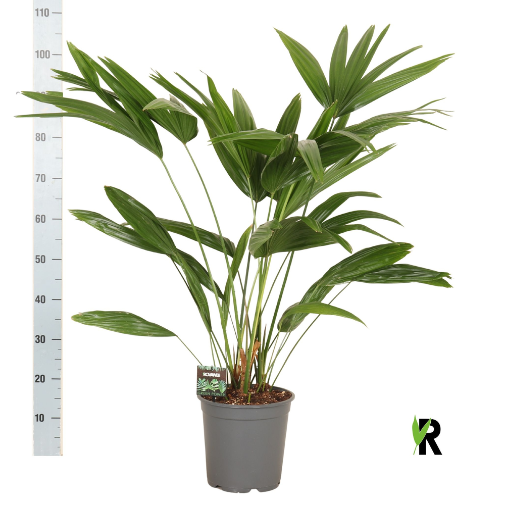 Livistona chinensis 3 pp.