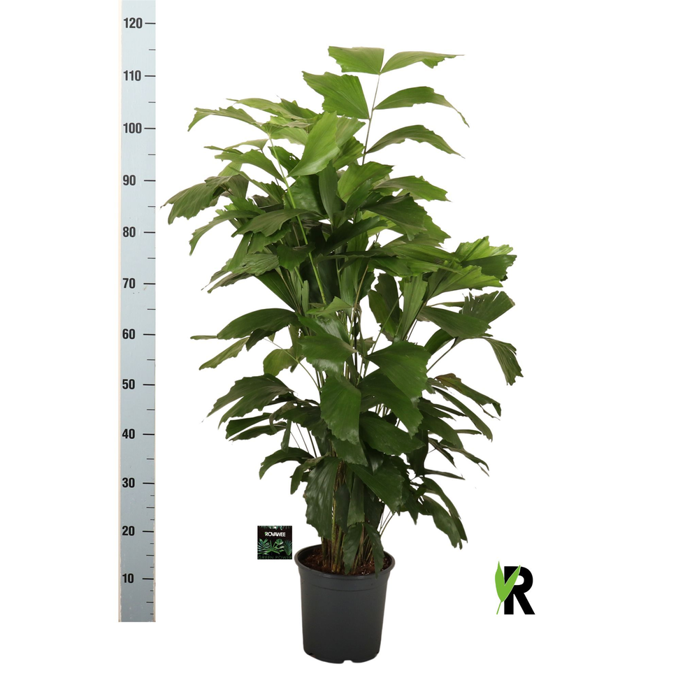 Caryota mitis.