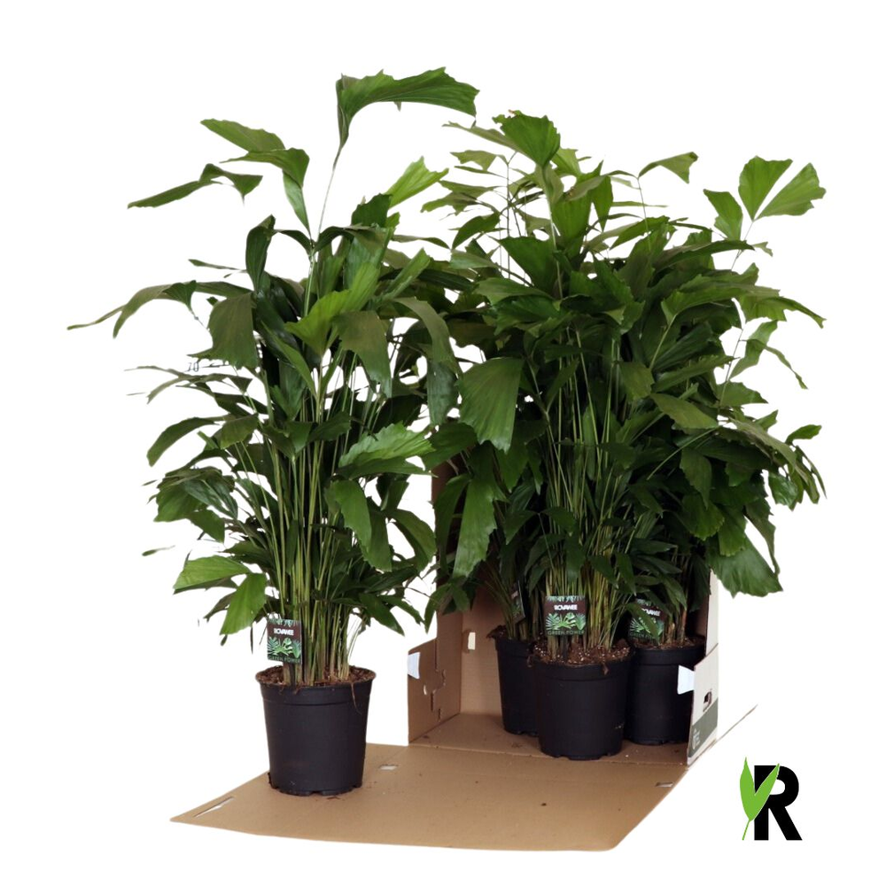 Caryota mitis in fust 352.