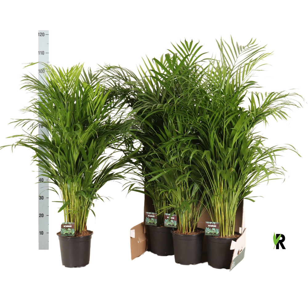 Dypsis lutescens in fust 352.