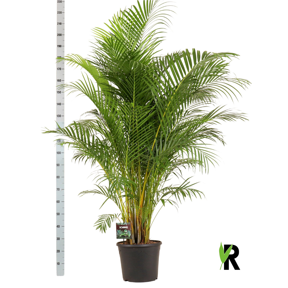 Dypsis lutescens.