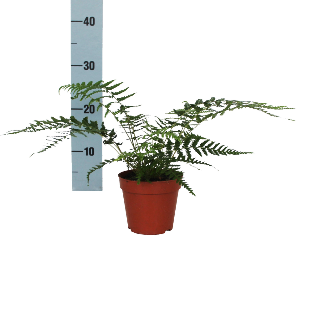Dicksonia Antarctica (Tasmaanse Boomvaren).