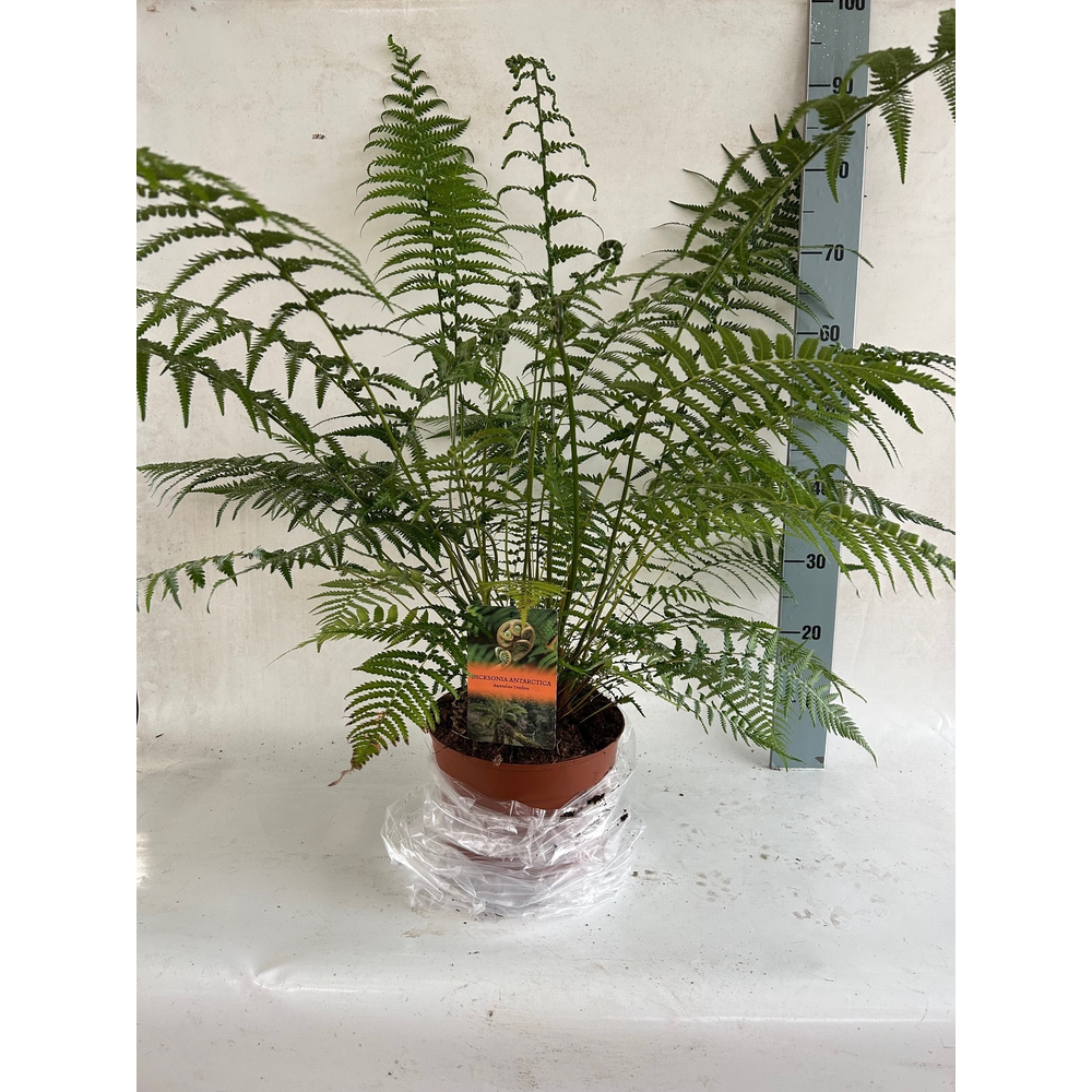 Dicksonia Antarctica (Tasmaanse Boomvaren) - clump.